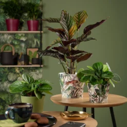 Garden Sales -Garden Sales 13953272 8714987119995760